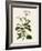 Geranium Betulinum-Henry Andrews-Framed Giclee Print