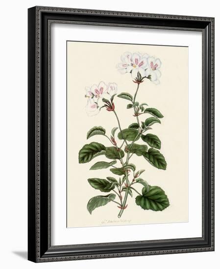 Geranium Betulinum-Henry Andrews-Framed Giclee Print