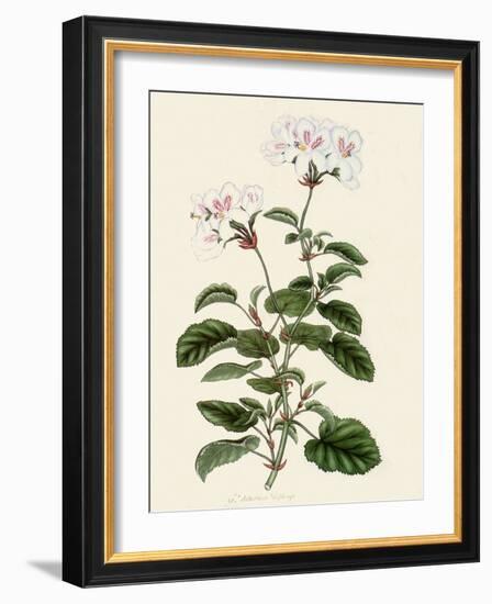 Geranium Betulinum-Henry Andrews-Framed Giclee Print