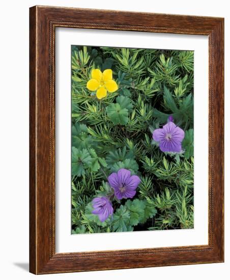 Geranium, Cinquefoil, and Juniper, Denali National Park, Alaska, USA-Hugh Rose-Framed Photographic Print