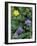 Geranium, Cinquefoil, and Juniper, Denali National Park, Alaska, USA-Hugh Rose-Framed Photographic Print