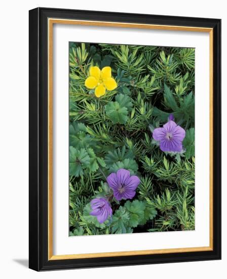 Geranium, Cinquefoil, and Juniper, Denali National Park, Alaska, USA-Hugh Rose-Framed Photographic Print