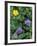 Geranium, Cinquefoil, and Juniper, Denali National Park, Alaska, USA-Hugh Rose-Framed Photographic Print