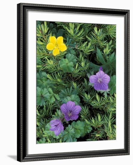 Geranium, Cinquefoil, and Juniper, Denali National Park, Alaska, USA-Hugh Rose-Framed Photographic Print