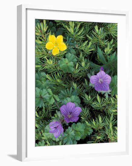 Geranium, Cinquefoil, and Juniper, Denali National Park, Alaska, USA-Hugh Rose-Framed Photographic Print