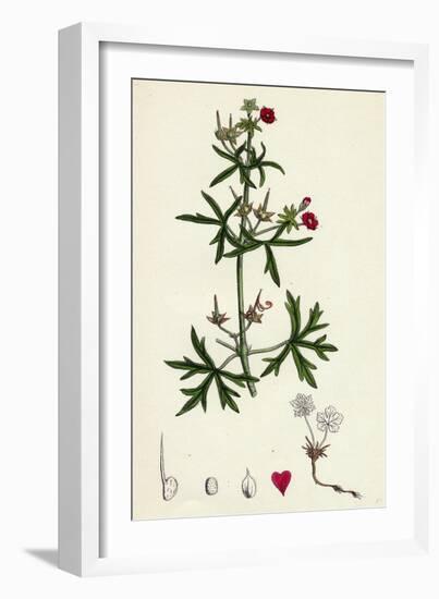 Geranium Dissectum Jagged Leaved Crane's-Bill-null-Framed Giclee Print