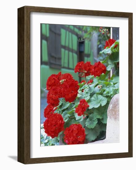 Geranium Flowers, Green Timbered House in Background, Riquewihr, Haut-Rhin, Alsace, France-Ruth Tomlinson-Framed Photographic Print