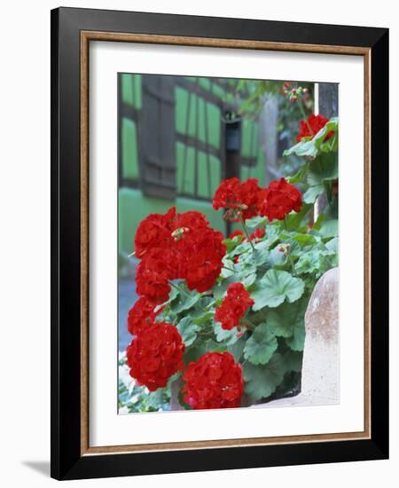 Geranium Flowers, Green Timbered House in Background, Riquewihr, Haut-Rhin, Alsace, France-Ruth Tomlinson-Framed Photographic Print