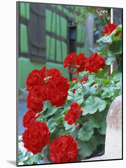 Geranium Flowers, Green Timbered House in Background, Riquewihr, Haut-Rhin, Alsace, France-Ruth Tomlinson-Mounted Photographic Print