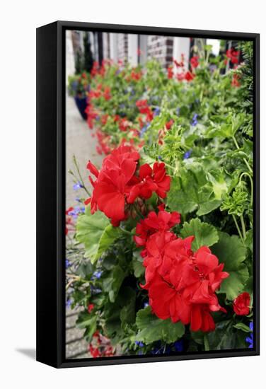 Geranium Flowers (Pelargonium Sp.)-Chris Martin-Bahr-Framed Premier Image Canvas