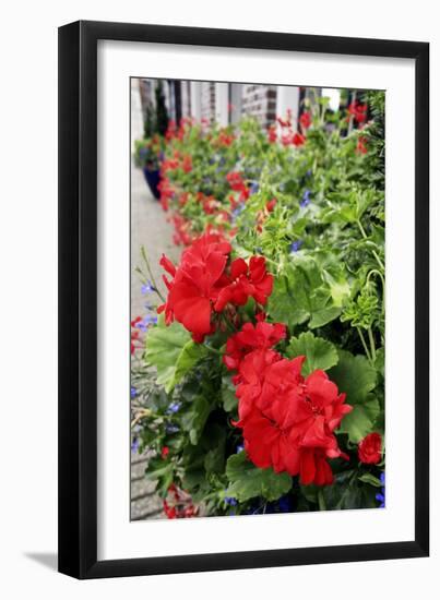 Geranium Flowers (Pelargonium Sp.)-Chris Martin-Bahr-Framed Photographic Print