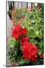 Geranium Flowers (Pelargonium Sp.)-Chris Martin-Bahr-Mounted Photographic Print