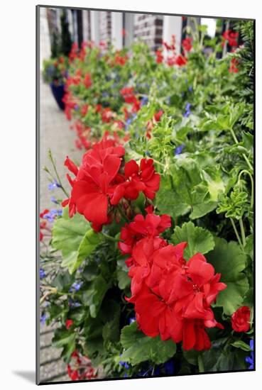 Geranium Flowers (Pelargonium Sp.)-Chris Martin-Bahr-Mounted Photographic Print