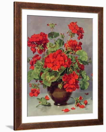 Geranium in an Earthenware Vase-Albert Williams-Framed Giclee Print