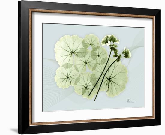 Geranium L48-Albert Koetsier-Framed Art Print