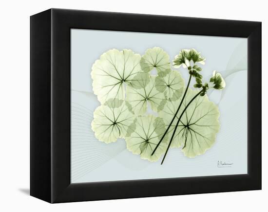 Geranium L48-Albert Koetsier-Framed Stretched Canvas