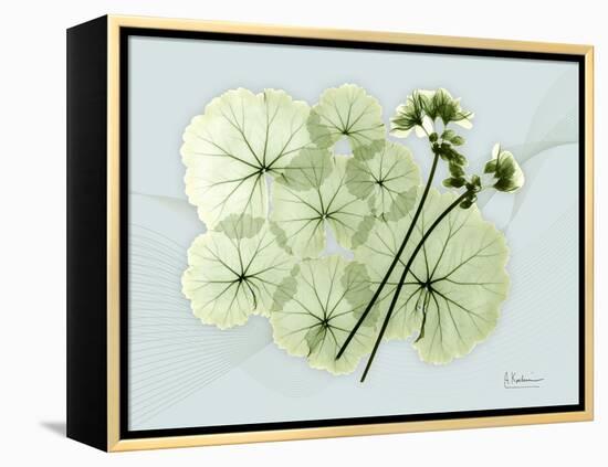 Geranium L48-Albert Koetsier-Framed Stretched Canvas