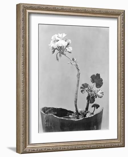 Geranium, Mexico City, c.1924-Tina Modotti-Framed Giclee Print