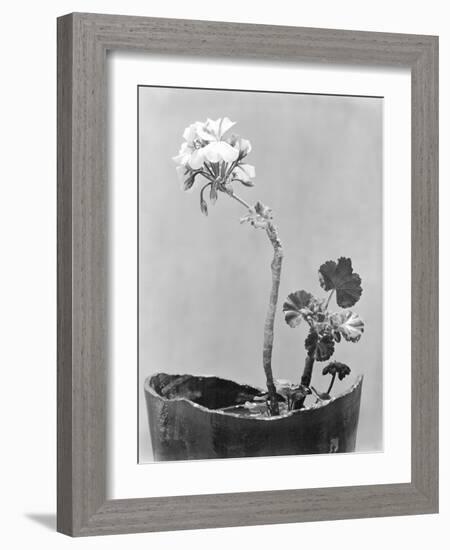 Geranium, Mexico City, c.1924-Tina Modotti-Framed Giclee Print