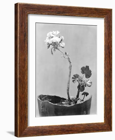 Geranium, Mexico City, c.1924-Tina Modotti-Framed Giclee Print