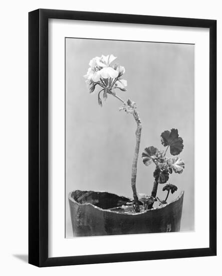 Geranium, Mexico City, c.1924-Tina Modotti-Framed Giclee Print
