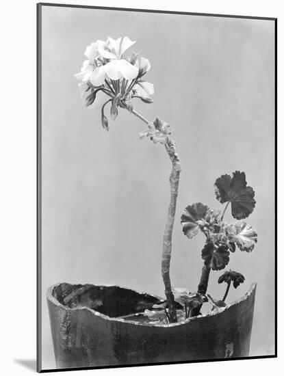 Geranium, Mexico City, c.1924-Tina Modotti-Mounted Giclee Print