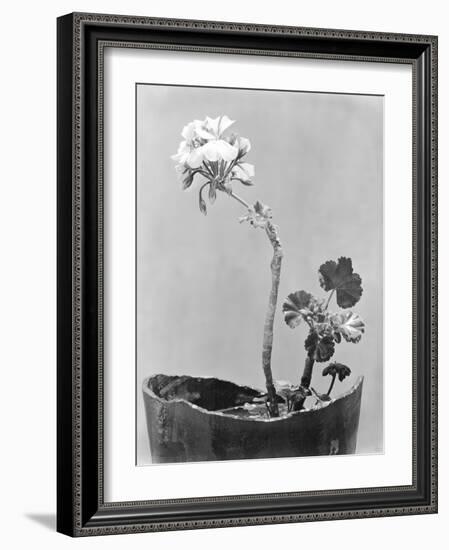 Geranium, Mexico City, c.1924-Tina Modotti-Framed Giclee Print