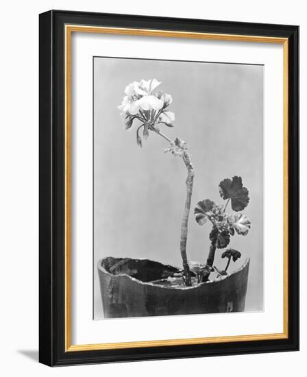 Geranium, Mexico City, c.1924-Tina Modotti-Framed Giclee Print