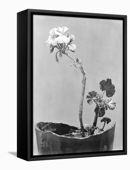 Geranium, Mexico City, c.1924-Tina Modotti-Framed Premier Image Canvas