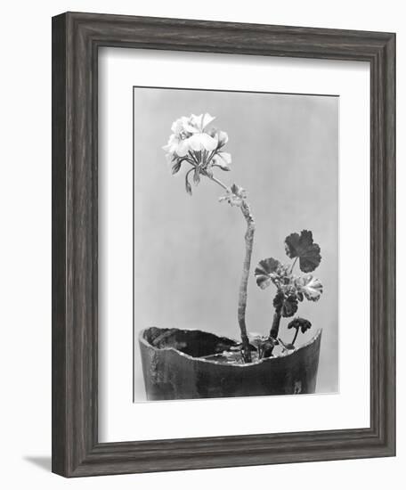 Geranium, Mexico City, c.1924-Tina Modotti-Framed Giclee Print