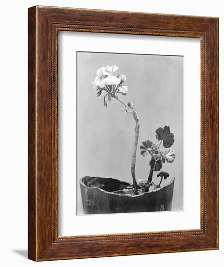 Geranium, Mexico City, c.1924-Tina Modotti-Framed Giclee Print