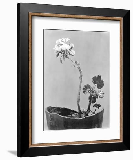 Geranium, Mexico City, c.1924-Tina Modotti-Framed Giclee Print