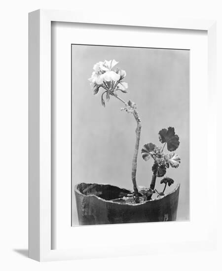 Geranium, Mexico City, c.1924-Tina Modotti-Framed Giclee Print