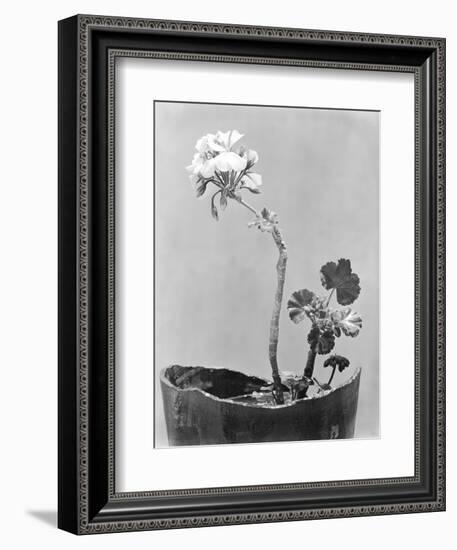 Geranium, Mexico City, c.1924-Tina Modotti-Framed Giclee Print