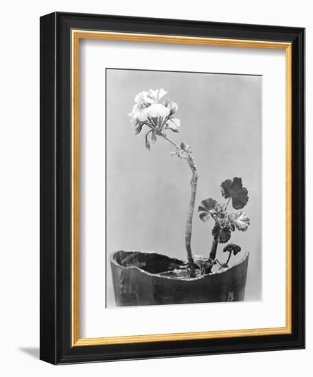 Geranium, Mexico City, c.1924-Tina Modotti-Framed Giclee Print