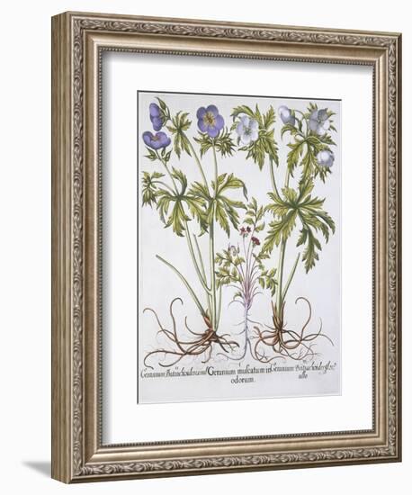 Geranium Muscatum-Basilius Besler-Framed Giclee Print