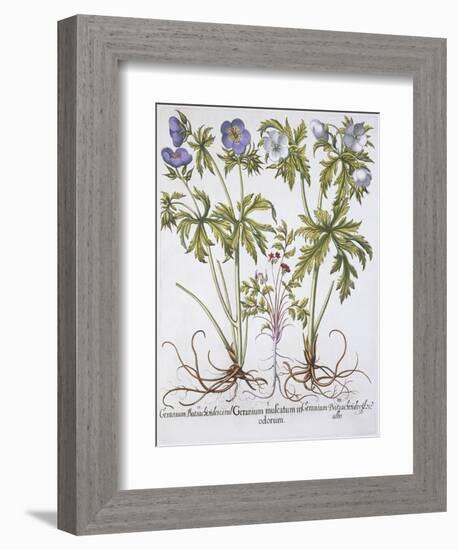 Geranium Muscatum-Basilius Besler-Framed Giclee Print