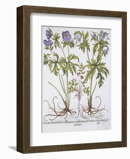 Geranium Muscatum-Basilius Besler-Framed Giclee Print