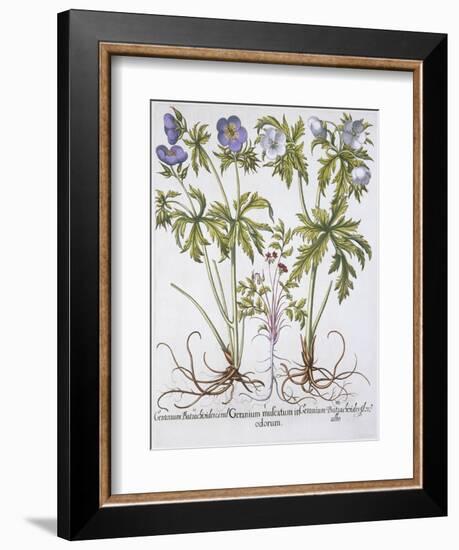 Geranium Muscatum-Basilius Besler-Framed Giclee Print