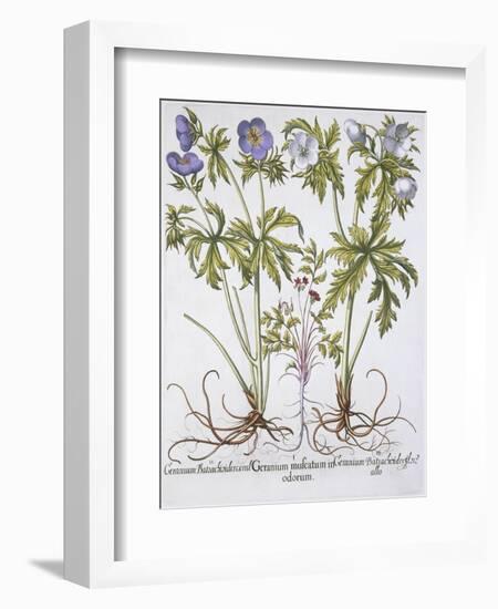 Geranium Muscatum-Basilius Besler-Framed Giclee Print