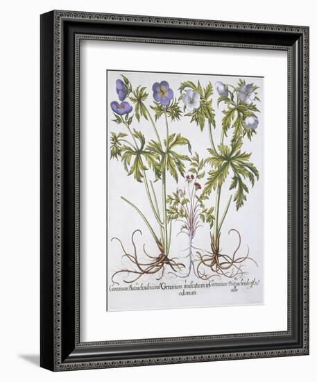 Geranium Muscatum-Basilius Besler-Framed Giclee Print