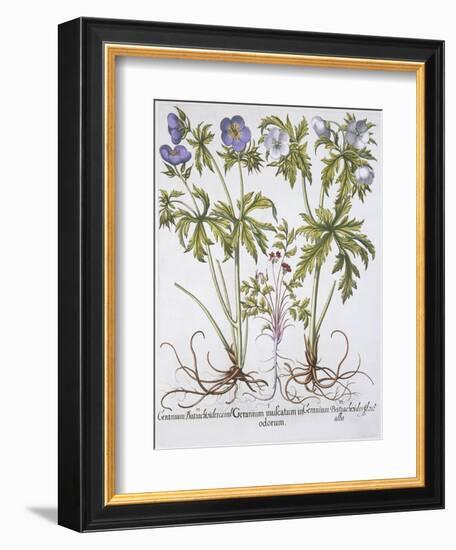 Geranium Muscatum-Basilius Besler-Framed Giclee Print