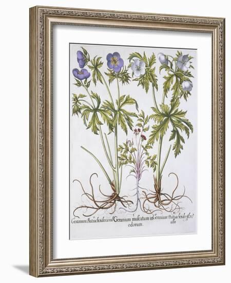 Geranium Muscatum-Basilius Besler-Framed Giclee Print