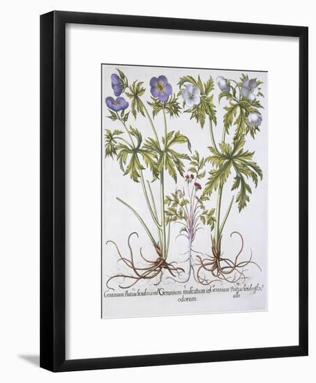 Geranium Muscatum-Basilius Besler-Framed Giclee Print