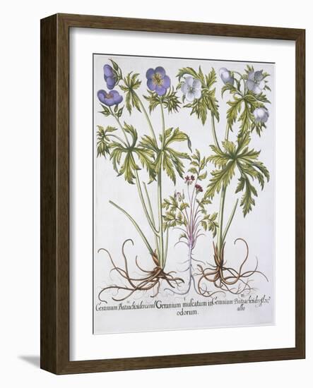 Geranium Muscatum-Basilius Besler-Framed Giclee Print