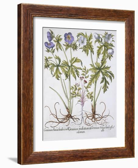 Geranium Muscatum-Basilius Besler-Framed Giclee Print