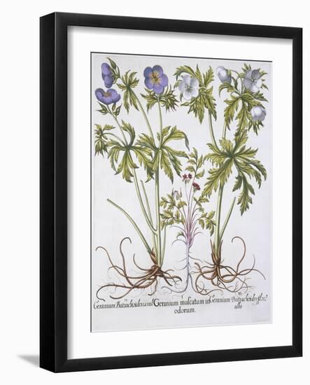 Geranium Muscatum-Basilius Besler-Framed Giclee Print