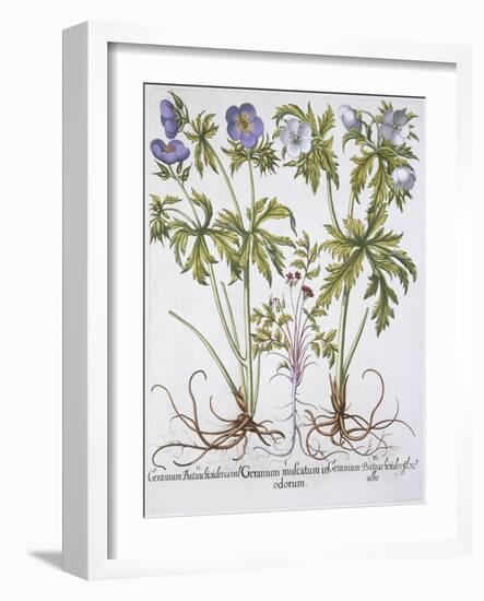 Geranium Muscatum-Basilius Besler-Framed Giclee Print