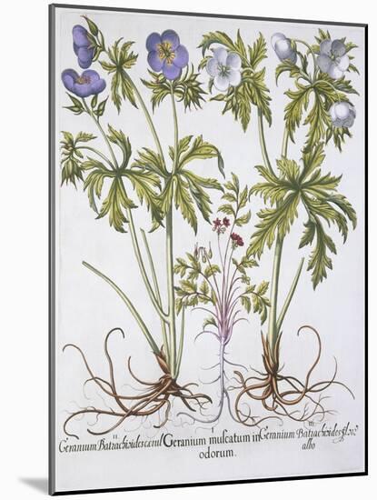 Geranium Muscatum-Basilius Besler-Mounted Giclee Print