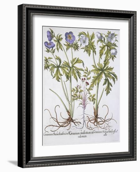 Geranium Muscatum-Basilius Besler-Framed Giclee Print